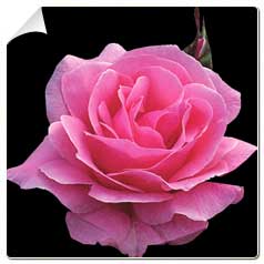 Roseira 'Queen Elisabeth'